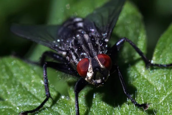 Eine Nahaufnahme Einer Fliege Auf Einem Grünen Blatt Perfekt Für — Stockfoto