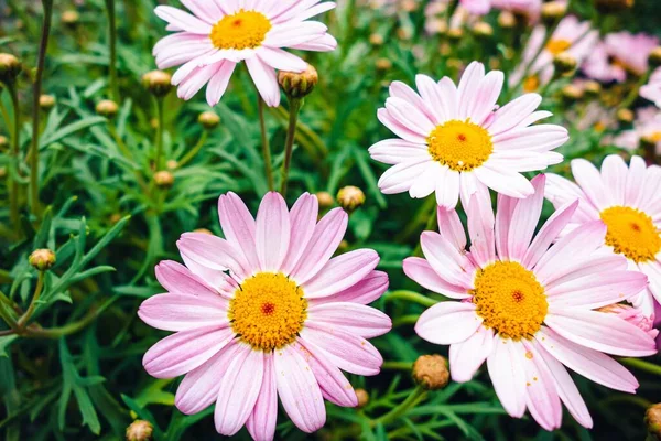 Bahçede Çekilmiş Güzel Marguerite Daisy Çiçeklerinin Yüksek Açılı Bir Çekimi — Stok fotoğraf