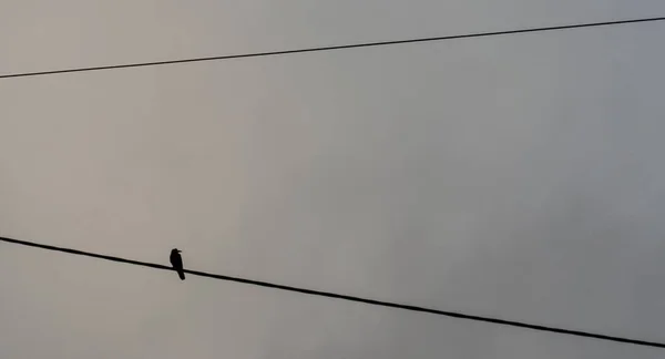 在阴云密布的天空下 一只小鸟坐在电线上的低角镜头 — 图库照片