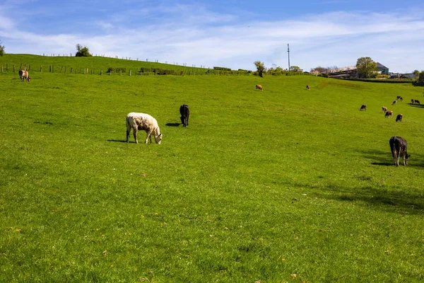 Uma Manada Vacas Pastando Pasto Durante Dia — Fotografia de Stock