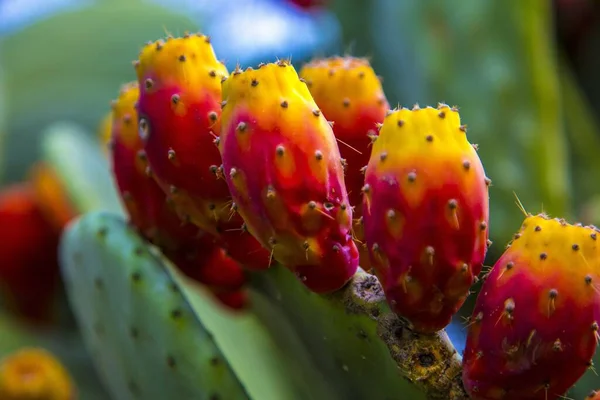 Eine Selektive Fokusaufnahme Eines Exotischen Kaktus Inmitten Eines Gartens Chelva — Stockfoto