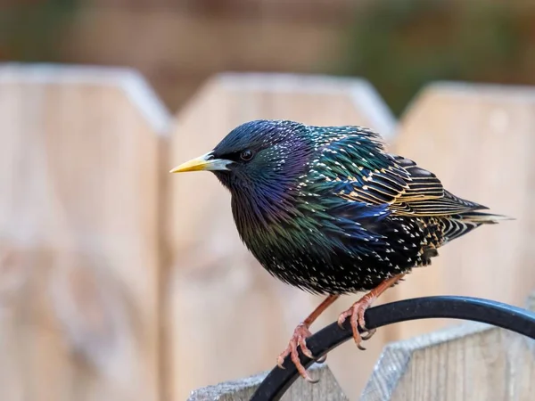 Een Close Shot Van Een Schattige Europese Spreeuw — Stockfoto