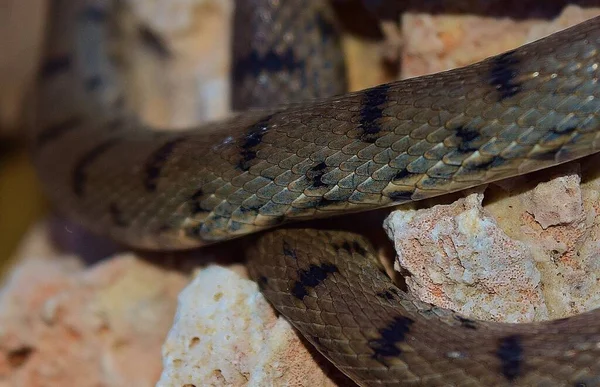 Cierre Piel Una Serpiente Cadera Argelina Sobre Las Rocas Bajo —  Fotos de Stock