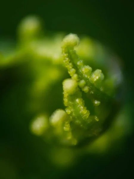 若いシダ植物のマクロショット — ストック写真