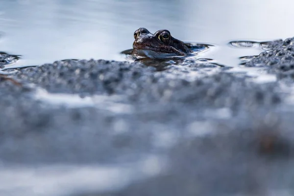 Žába Vodě Obklopená Žabími Vejci — Stock fotografie