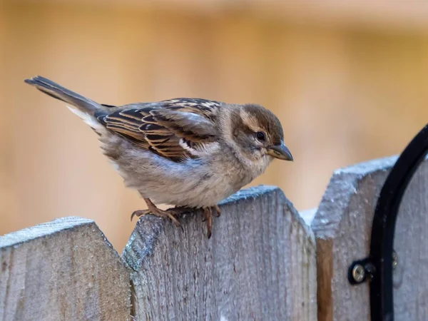 Closeup Cute Sparrow Blurred Background — Stock Photo, Image