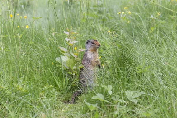 Eichhörnchen Steht Neugierig Hohen Gras — Stockfoto