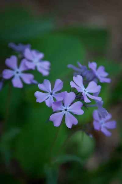 Vilda Violetta Blommor West Virginia University Arboretum Virginia — Stockfoto