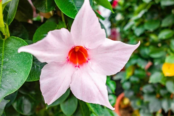 Tiro Seletivo Foco Uma Flor Branca Bonita Rocktrumpet Capturada Jardim — Fotografia de Stock