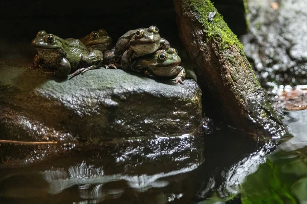 Gruppo Rane Una Roccia Accanto Ruscello Acqua — Foto Stock