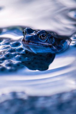 A vertical image of a frog in water surrounded by frog eggs clipart