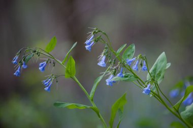 A closeup shot of the blue bellflower in the West Virginia University Arboretum clipart