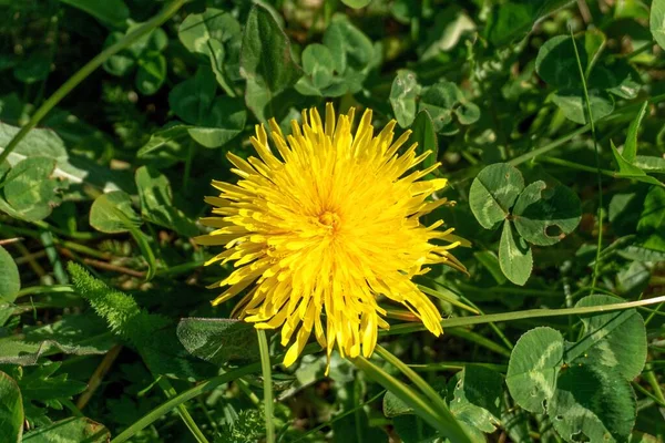 Eine Hochwinkel Nahaufnahme Eines Gelben Löwenzahns Umgeben Von Grünem Gras — Stockfoto