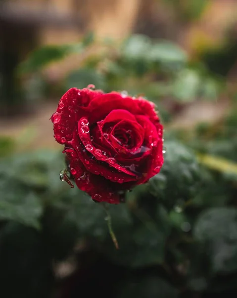 Yağmurlu Bir Bahar Gününde Damlalı Kırmızı Gül Çiçeği — Stok fotoğraf