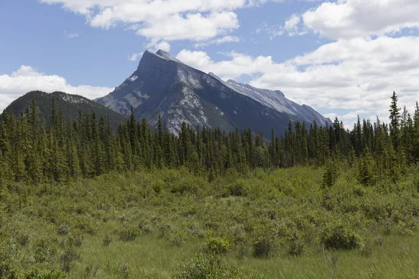 Landschap Van Prachtige Bossen Met Enorme Pijnbomen Bergen Van Canadese — Stockfoto