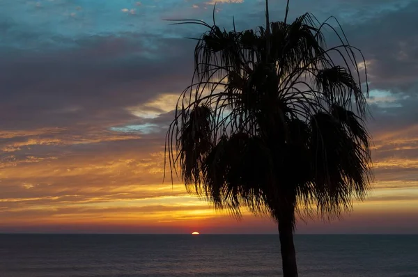 Die Silhouette Einer Palme Strand Während Eines Atemberaubenden Sonnenuntergangs Cadiz — Stockfoto