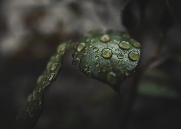 초록빛 식물의 가까이 떨어뜨린다 — 스톡 사진