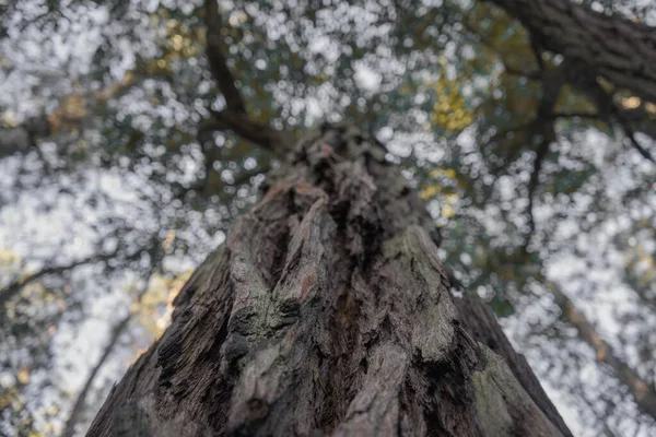 Tiro Ângulo Baixo Tronco Uma Árvore Velha Contra Céu Azul — Fotografia de Stock