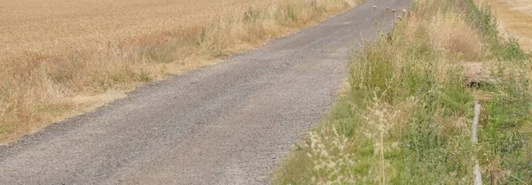 Vista Dos Campos Milho Leiva Perto Logrono Rioja Espanha — Fotografia de Stock