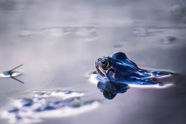 Een Kikker Het Water Omringd Door Kikkereieren — Stockfoto