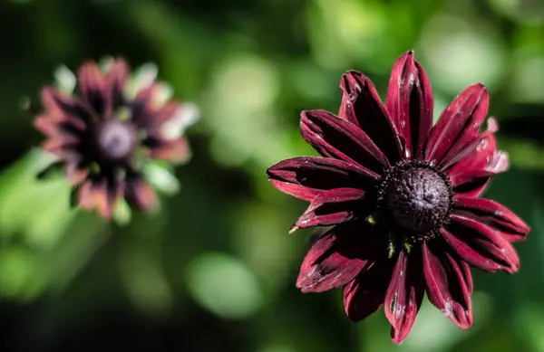 Tiro Close Uma Bela Flor Susan Roxo Pétala Olhos Pretos — Fotografia de Stock