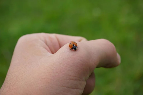 Sebuah Gambar Close Dari Kumbang Lucu Duduk Tangan Manusia — Stok Foto