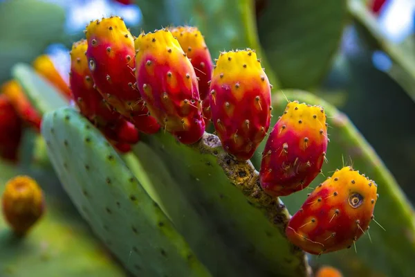 Eine Selektive Fokusaufnahme Eines Exotischen Kaktus Inmitten Eines Gartens Chelva — Stockfoto