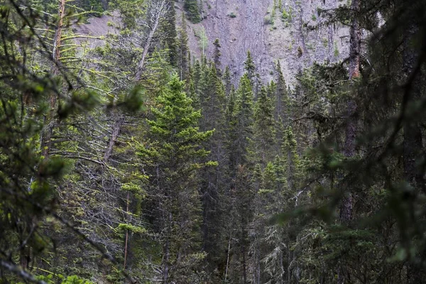 Paesaggio Foreste Mozzafiato Con Enormi Pini Nelle Montagne Dei Parchi — Foto Stock