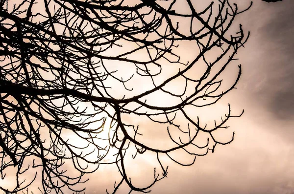 Nízký Úhel Záběru Holých Větví Stromů Ponurý Den — Stock fotografie