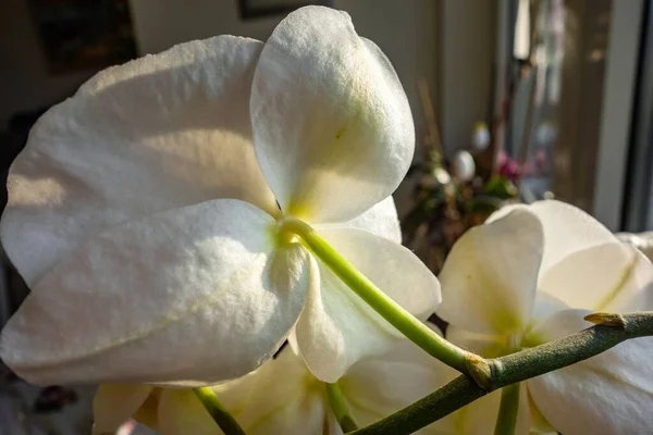 Tiro Atrás Das Flores Brancas Planta Interior — Fotografia de Stock