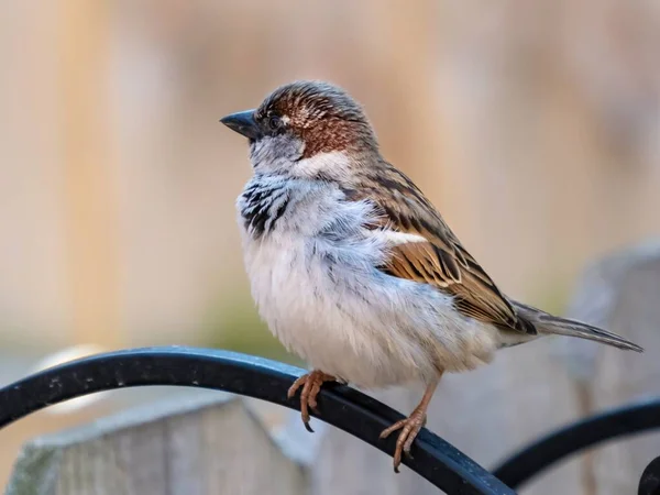 Gros Plan Moineau Assis Sur Une Paille Métal Noir — Photo