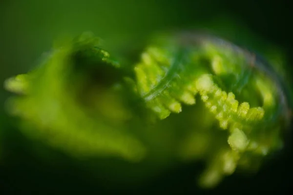 Tiro Macro Borrado Uma Planta Jovem Samambaia — Fotografia de Stock