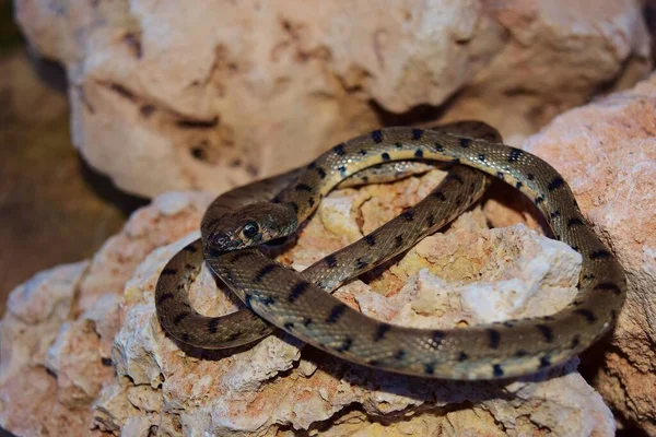 Gros Plan Serpent Fouet Algérien Rampant Sur Les Rochers Sous — Photo