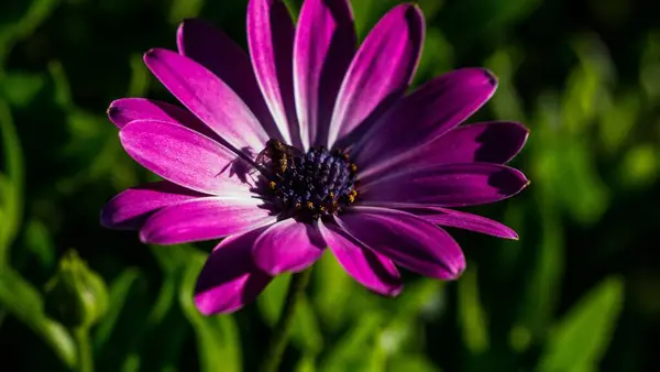 Selective Focus Bee African Daisy Surrounded Greenery Field Sunlight — Stock Photo, Image