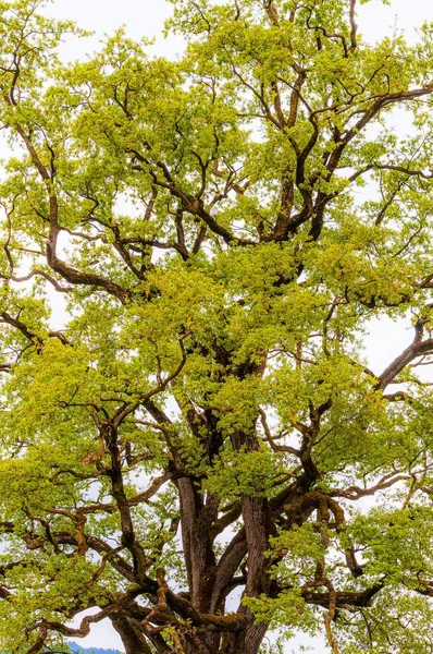 Tiro Vertical Magnífico Árbol Alto Verde Capturado Bosque Suiza —  Fotos de Stock