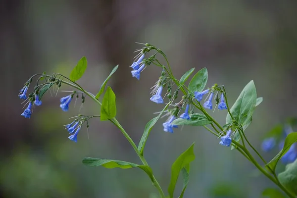 西弗吉尼亚大学植物园蓝色钟花的特写镜头 — 图库照片