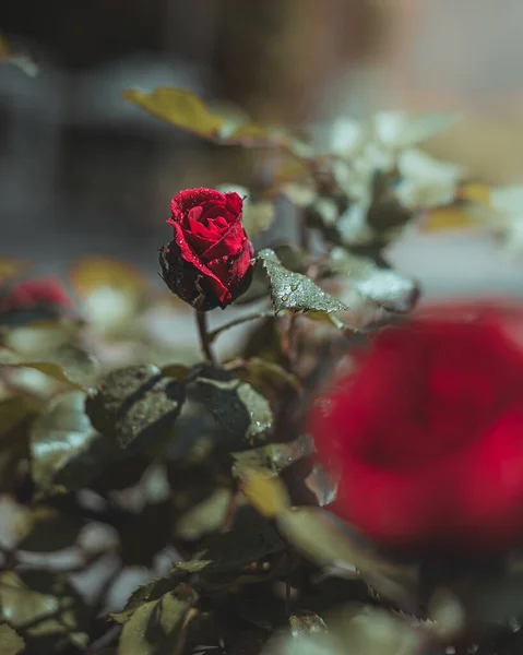 春天的雨天 红玫瑰绽放着水滴 — 图库照片