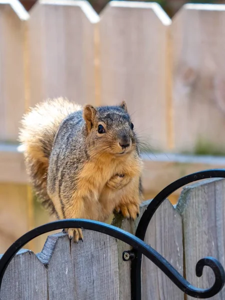 Closeup Shot Squirrel Sitting Wooden Fence — Stock Photo, Image