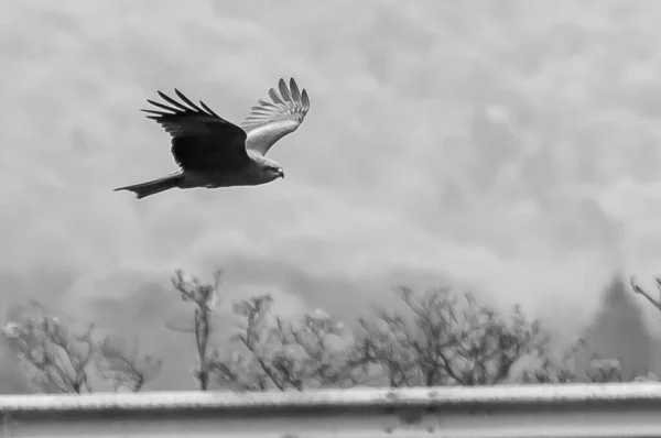 Tiro Greyscale Ângulo Baixo Falcão Magnífico Voando Céu Primavera Suíça — Fotografia de Stock