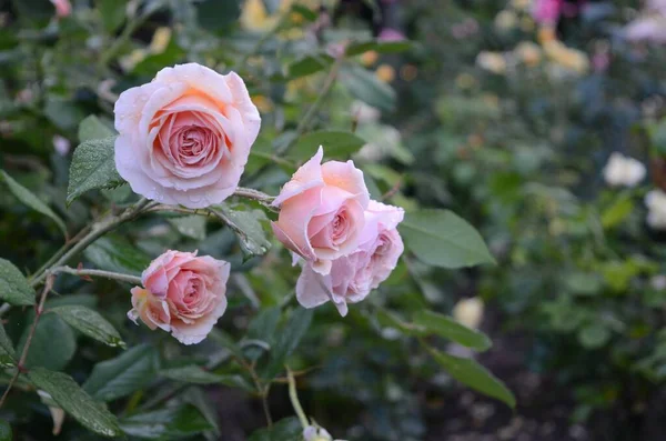 Крупним Планом Рожеві Троянди Оточені Зеленню Саду Під Сонячним Світлом — стокове фото
