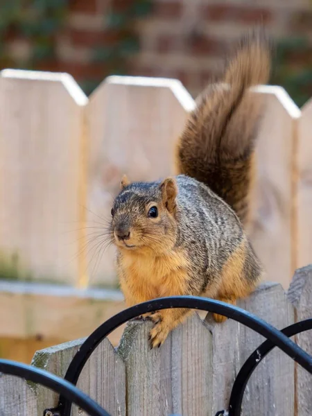 Closeup Shot Squirrel Sitting Wooden Fence — Stock Photo, Image