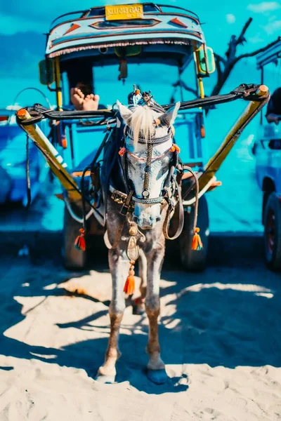 Bel Colpo Verticale Cavallo Che Trasporta Una Cabina Azzurra — Foto Stock