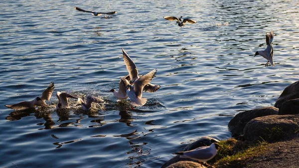 Bir Grup Gülen Martı Gün Işığında Kıyılarla Çevrili Olarak Denizin — Stok fotoğraf