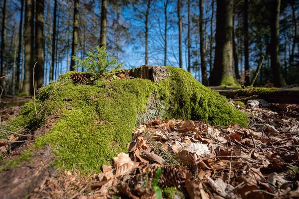 Neunkirchner Hhe Odenwald Almanya Yakalanan Ormandaki Güzel Bir Yosun Kaplı — Stok fotoğraf