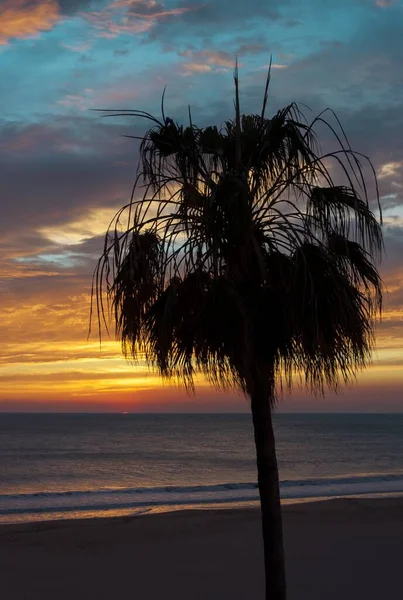 Vertikální Záběr Siluety Palmy Pláži Během Úchvatného Západu Slunce Cádizu — Stock fotografie