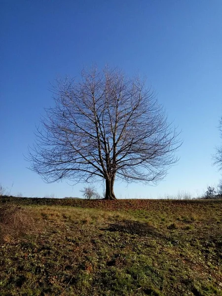 Bello Disparo Vertical Árbol Deciduoso Perfecto Para Fondo — Foto de Stock