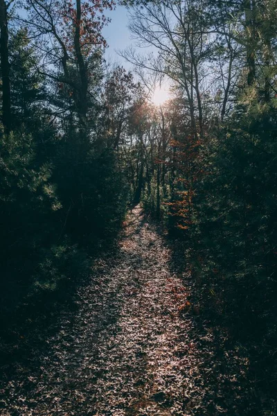 Vertikal Bild Skog Med Torkade Blad Hösten — Stockfoto