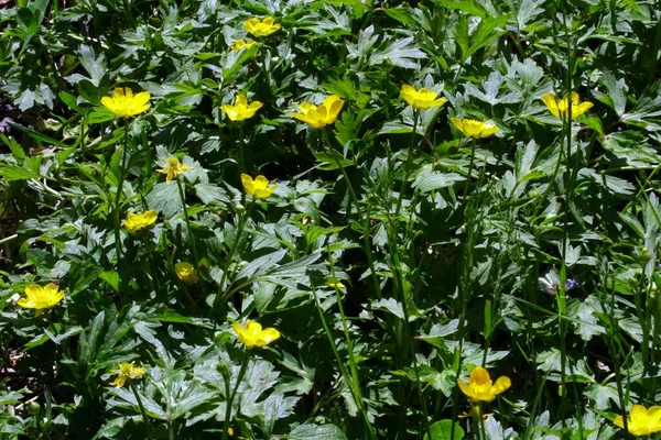 Zbliżenie Ujęcie Żółtych Kwitnących Kwiatów Otoczonych Liśćmi Zielenią — Zdjęcie stockowe