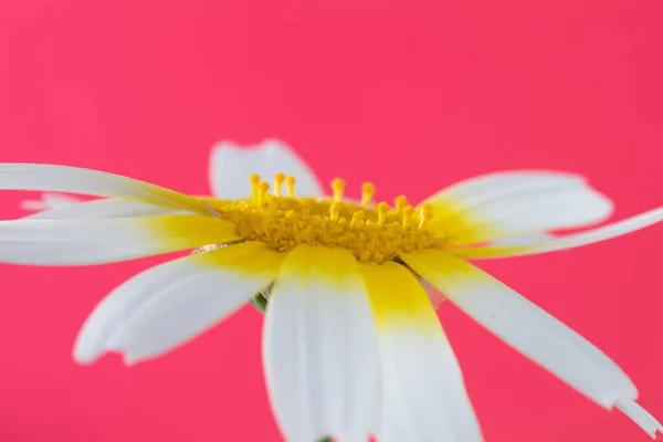 Úžasný Detailní Záběr Krásné Heřmánku Květiny — Stock fotografie