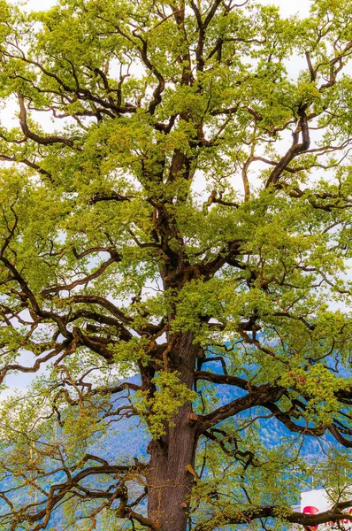 Tiro Vertical Magnífico Árbol Alto Verde Capturado Bosque Suiza —  Fotos de Stock